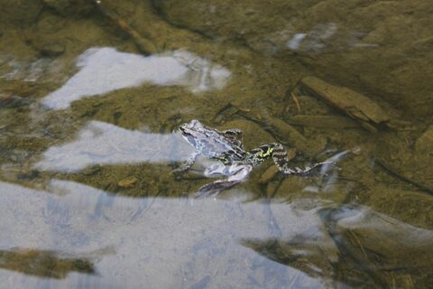 Помяненный камень